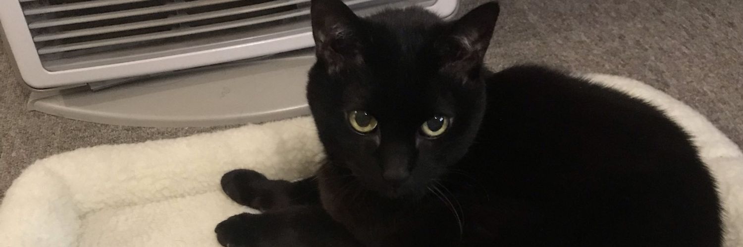 mia_no's profile banner image