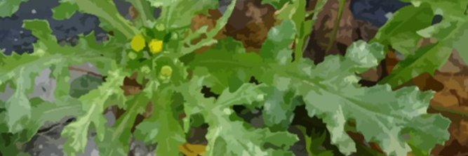Dr Bethan Stagg 🌱🌿🐛🦟 banner