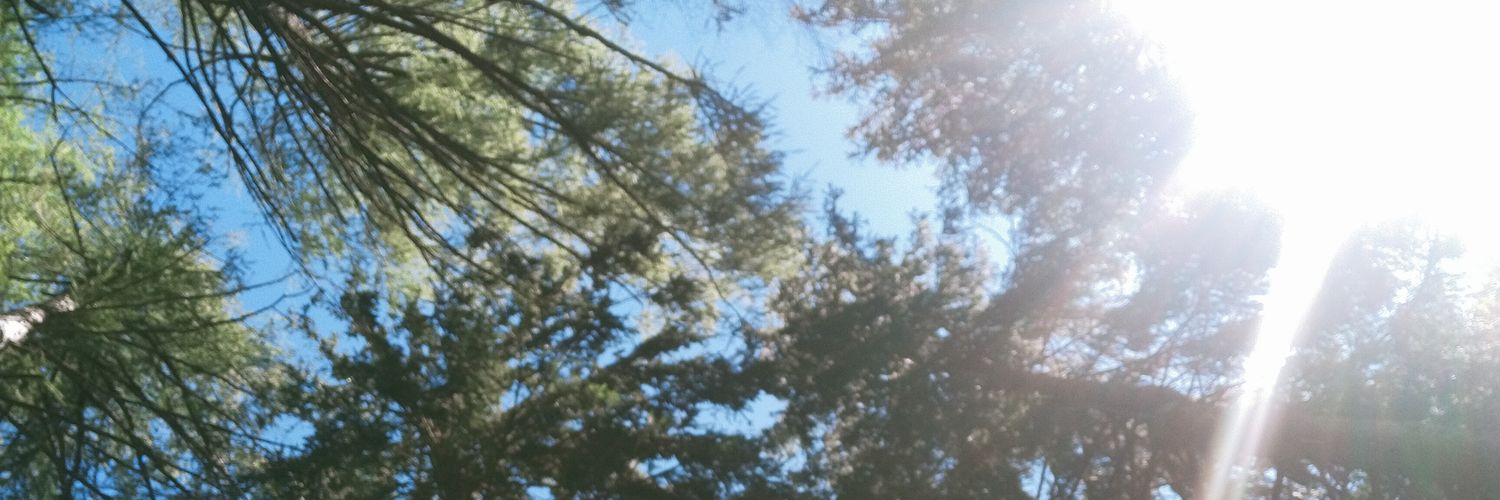 monicasacchet's profile banner image