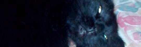 LilyDiamani's profile banner image