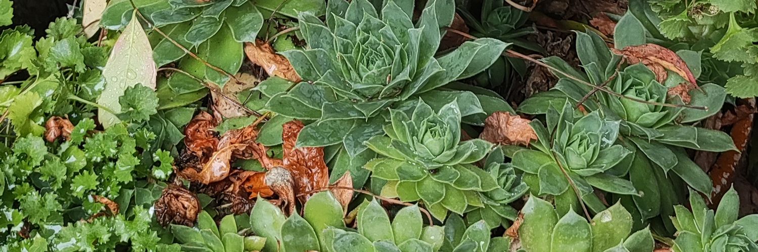 ElsaElsatica's profile banner image