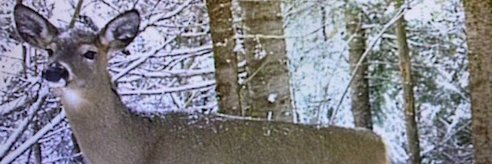 catchthem's profile banner image