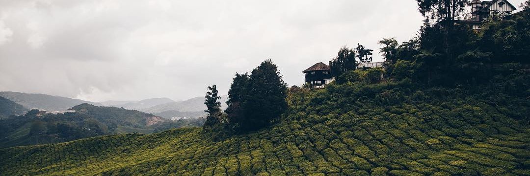 minnatwang's profile banner image