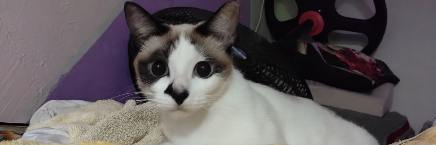 StwabewyCake's profile banner image