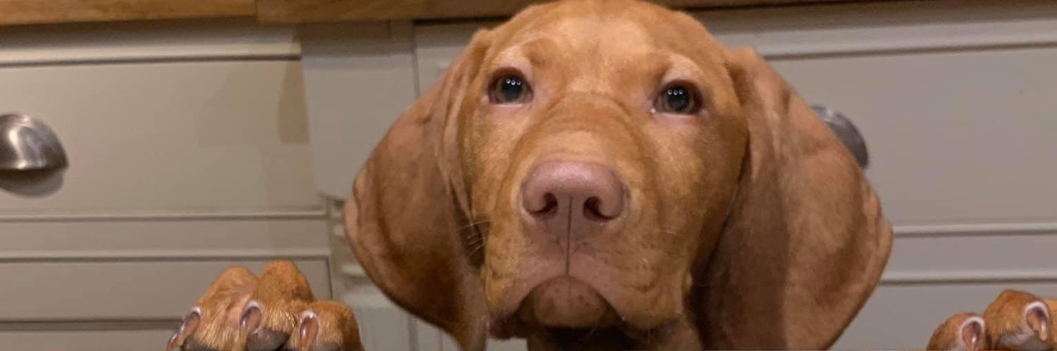 verityvet's profile banner image