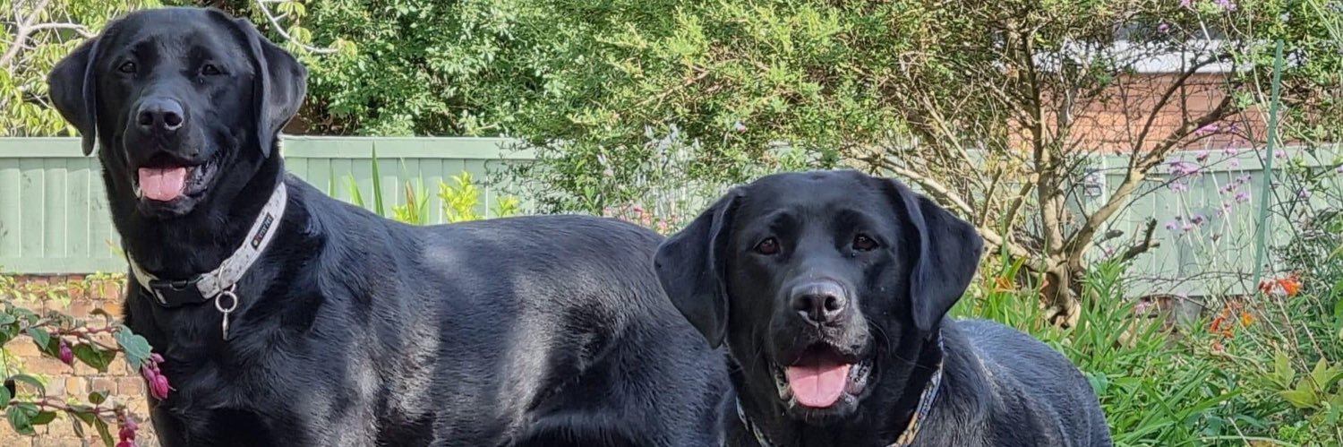 LizSimit's profile banner image
