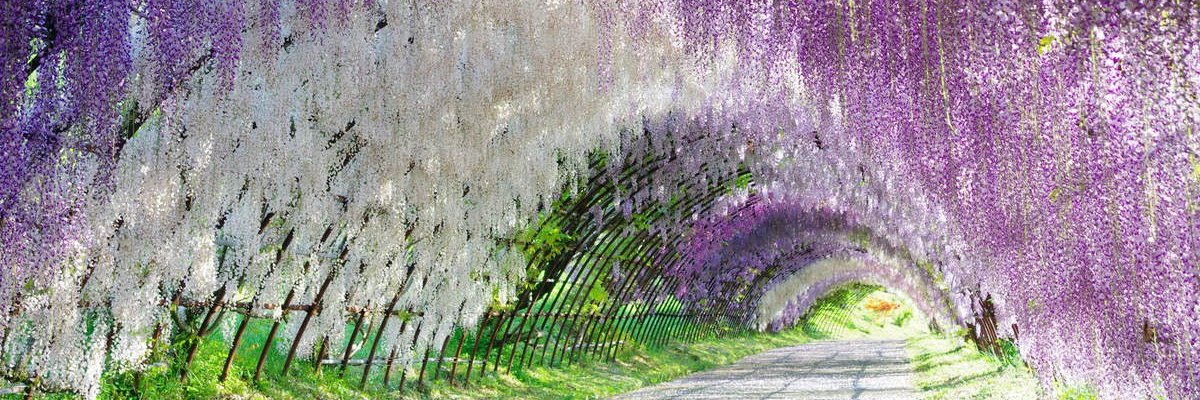 Arioch アリ banner