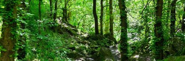 osoverde2000 Profile Banner