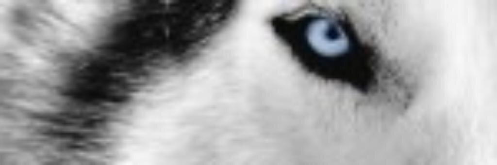 chuchoalvarez's profile banner image