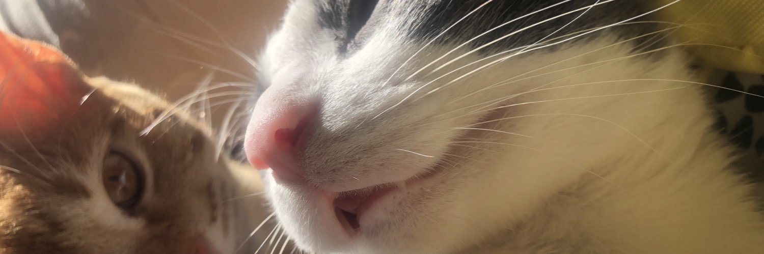 lupearaujo2's profile banner image