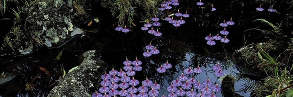 jonathanbazzi Profile Banner