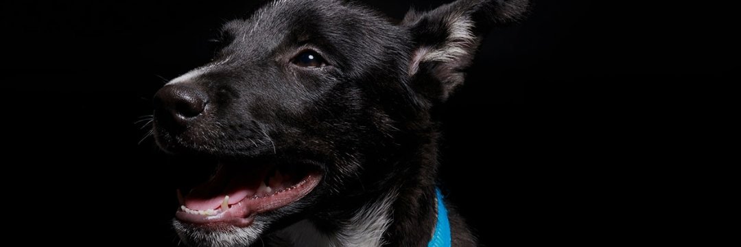 pet4splash20's profile banner image