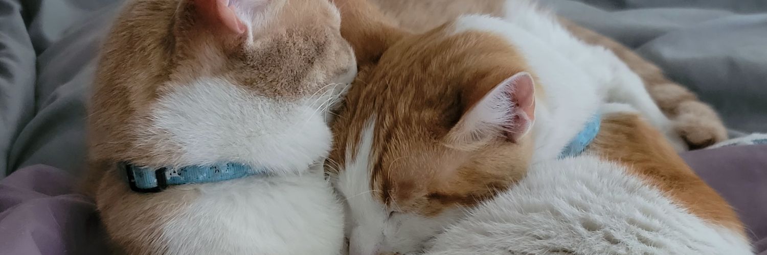 SueHidalgo's profile banner image