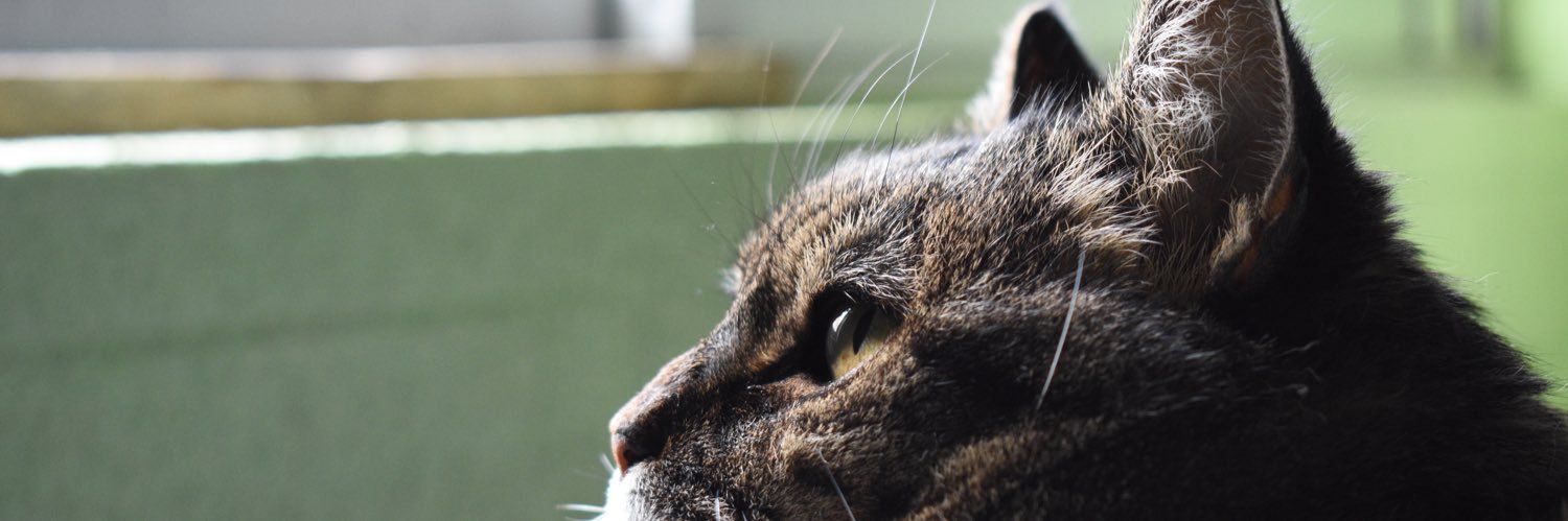 Caaamykat's profile banner image