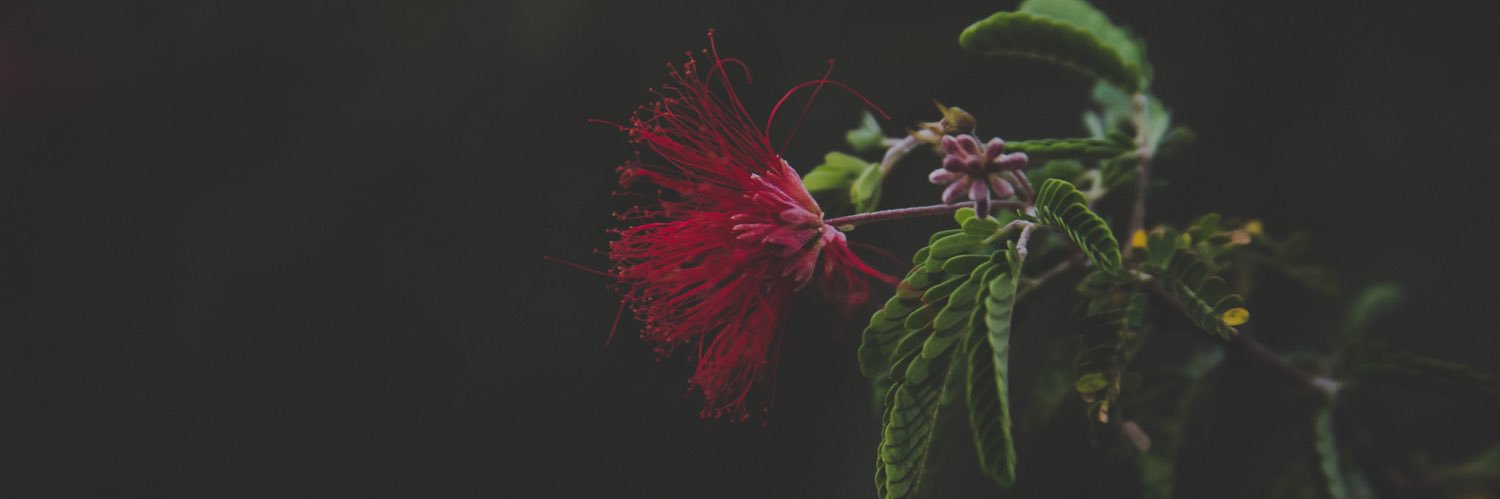 kwunchuum's profile banner image