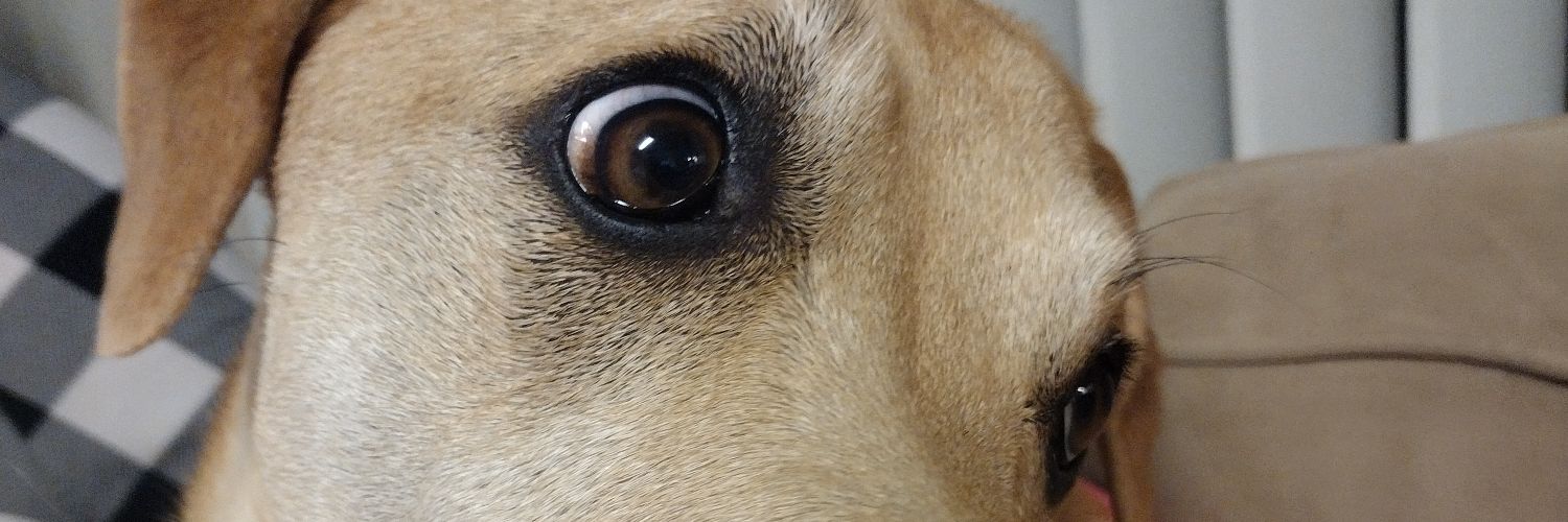 Laurie 4's banner