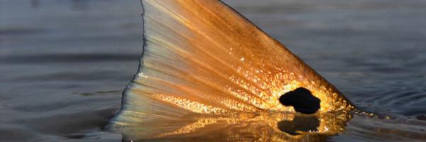 Bryan_Boatright's profile banner image