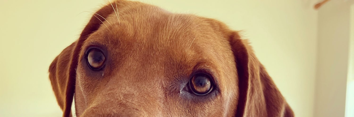 POPPYchynna's profile banner image