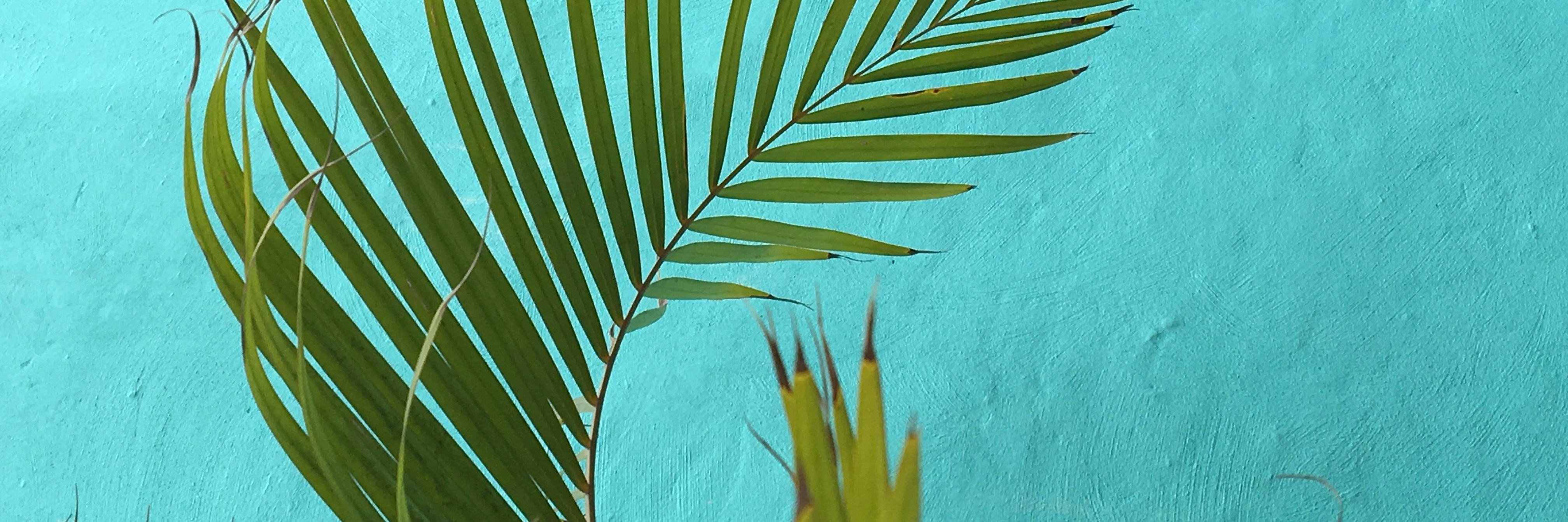 MissyAlejandro's profile banner image