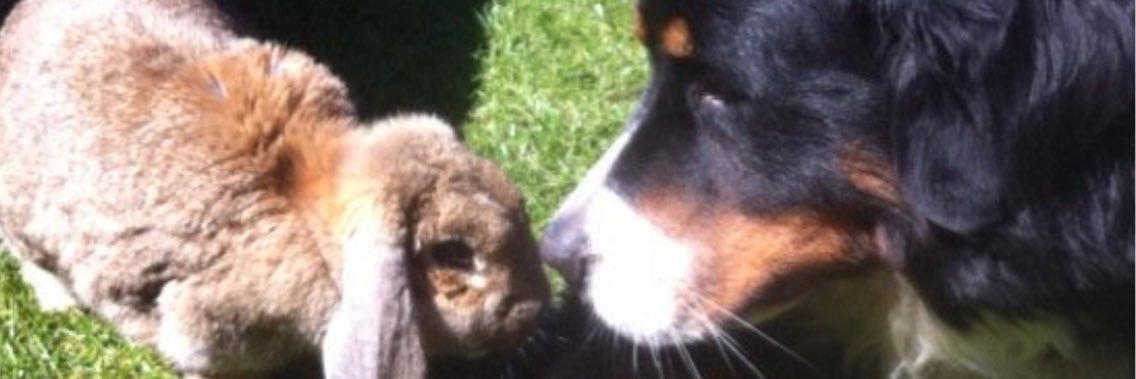 Pup_Benthe's profile banner image