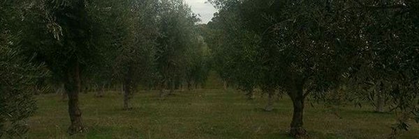 PlantedARose Profile Banner