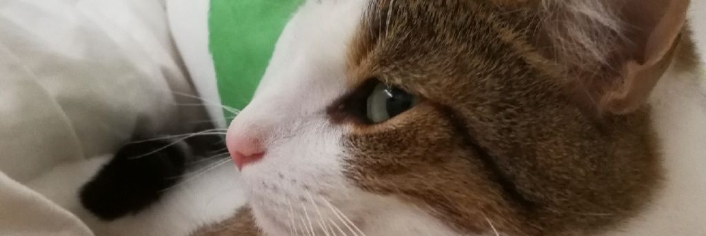 MornsongK's profile banner image