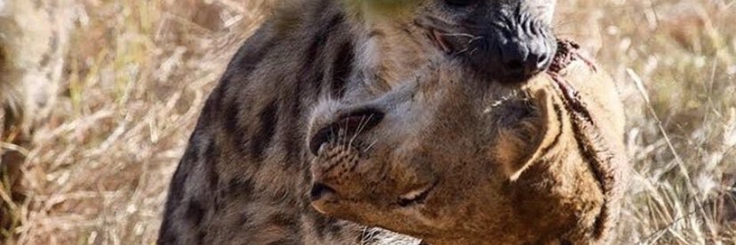 IvanLpzG's profile banner image