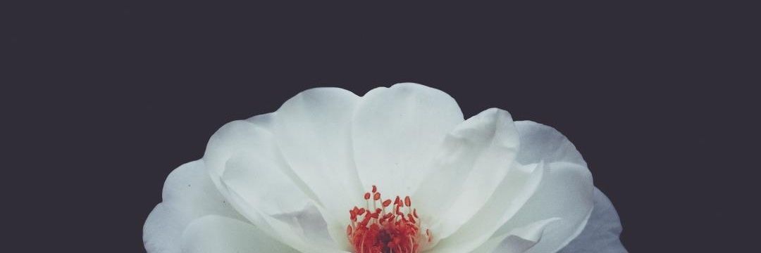 ilkyaz_temizer's profile banner image