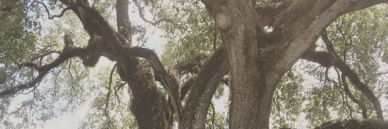 bryausott's profile banner image