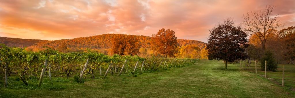 grovedalewinery's profile banner image