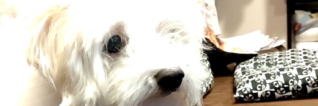 おつぽん banner