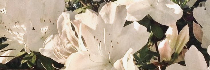 princaessa's profile banner image
