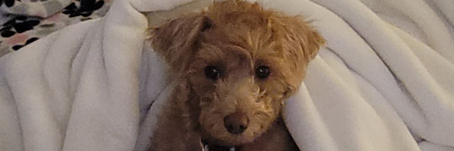 karmella_ann's profile banner image