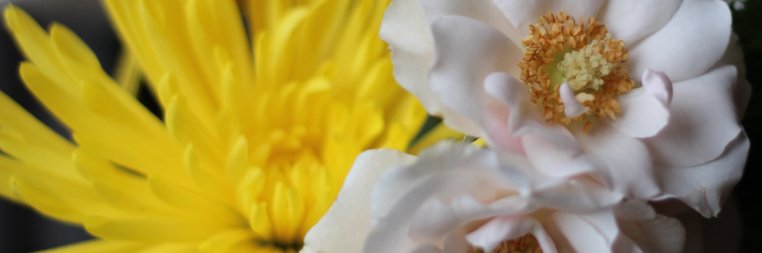 alipaez123's profile banner image