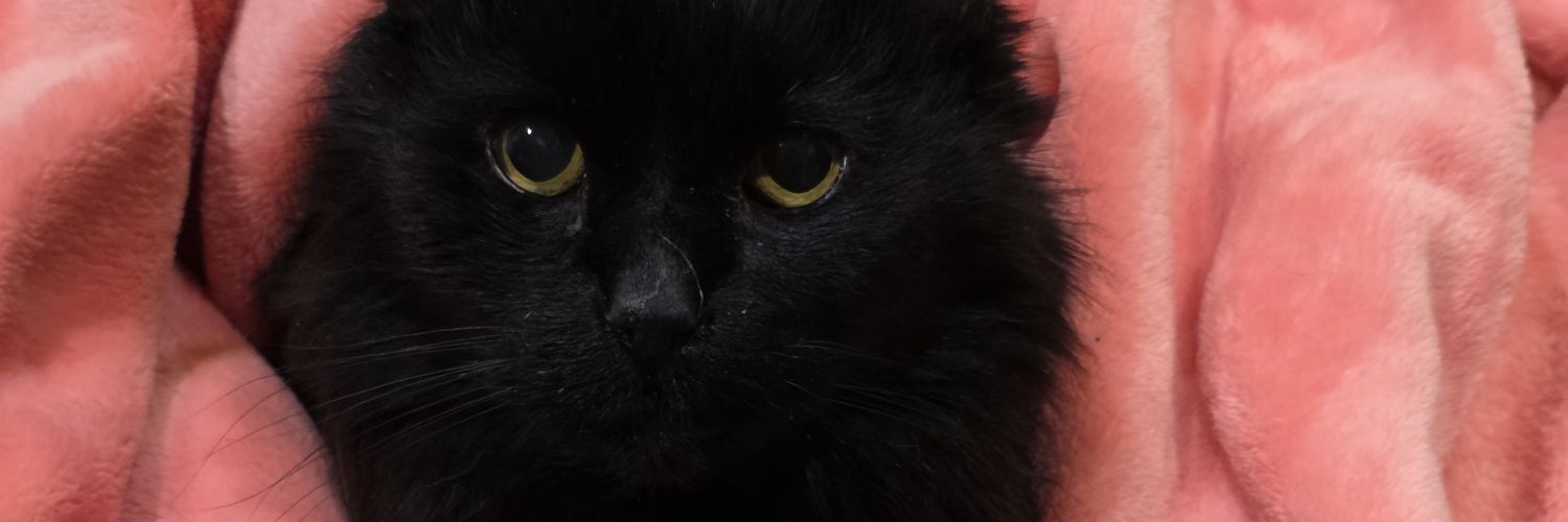 would you love me if I was a ringworm 🪱 banner