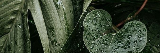 LilSwallow's profile banner image