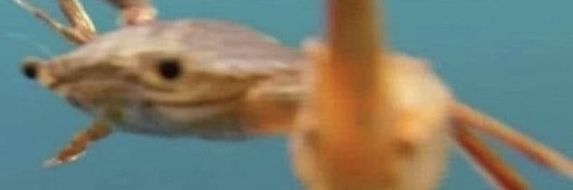PaulinaPap's profile banner image