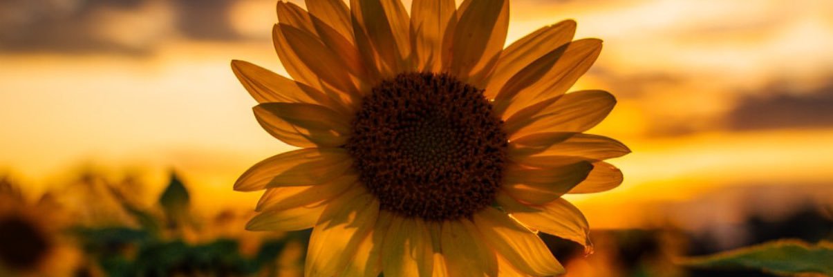 samanthaaa1994's profile banner image