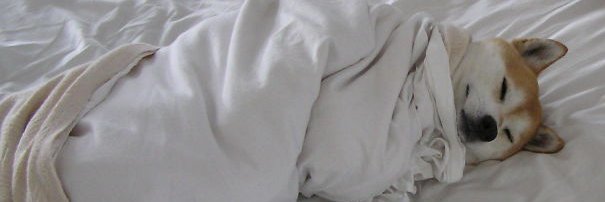 puppy🔞's banner