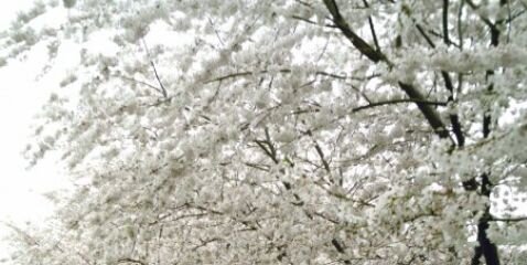 msosafra's profile banner image