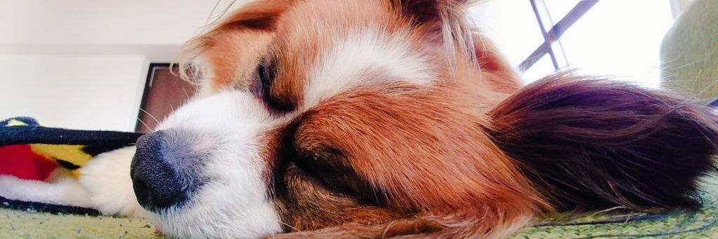 あーちゃん banner