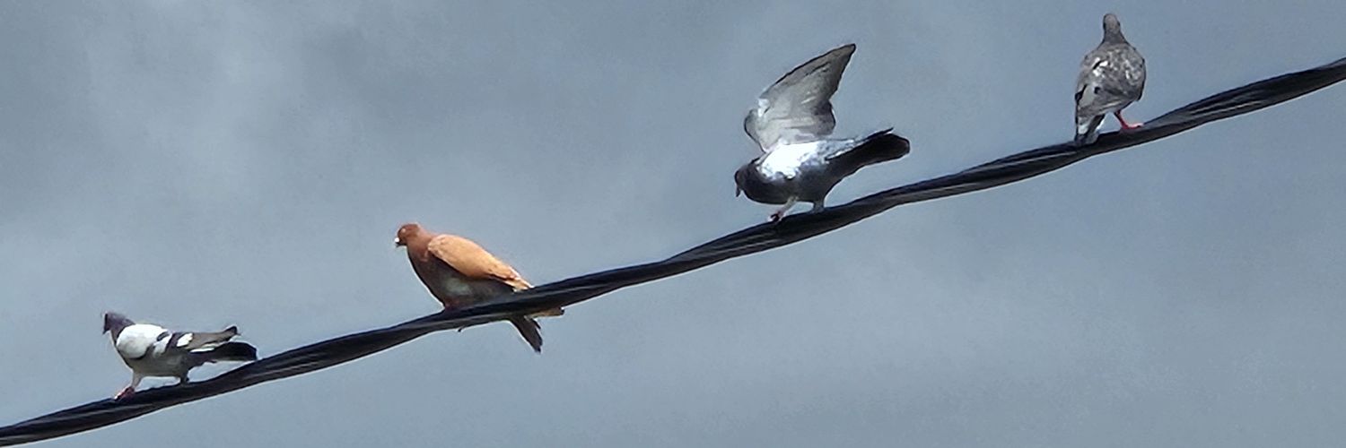 Arvey Migajas banner