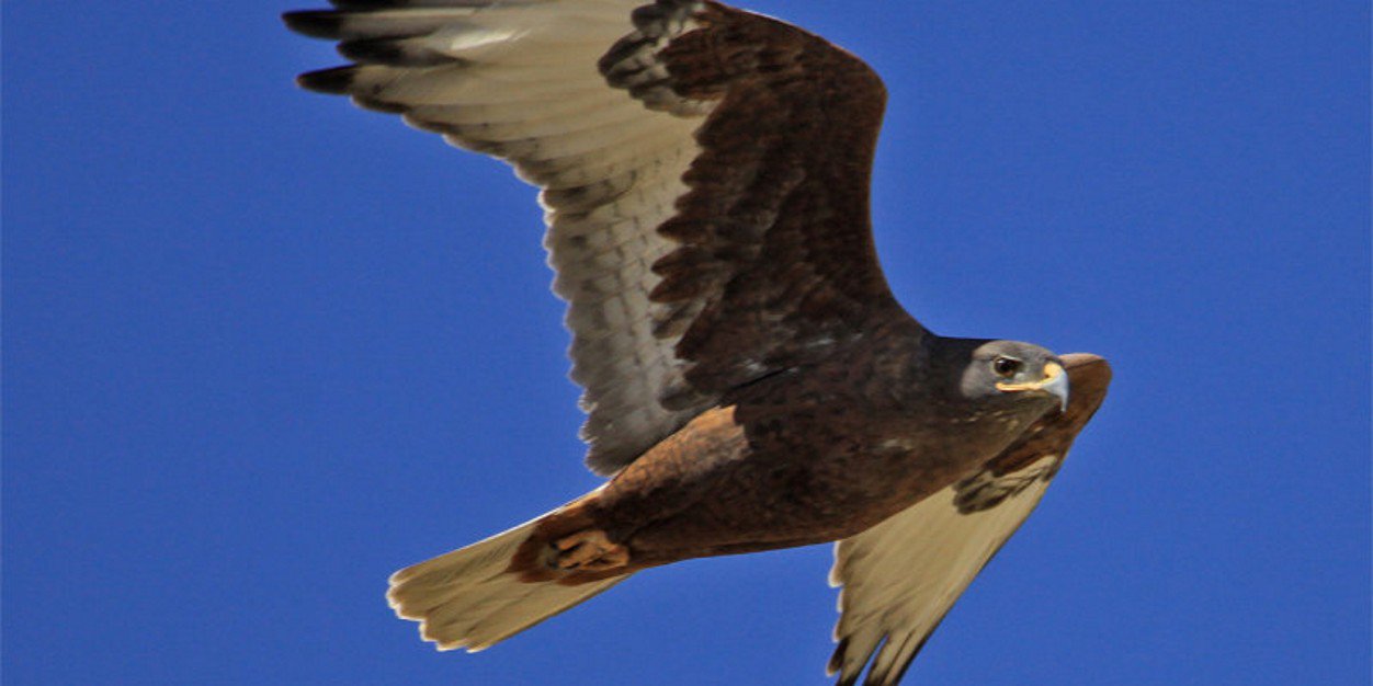 Uplandhawk's profile banner image