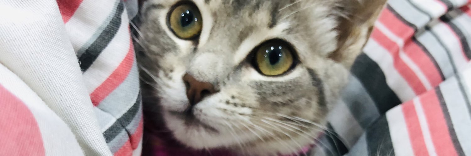 Vickytruco's profile banner image
