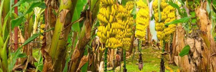 Real Ben Casey banner