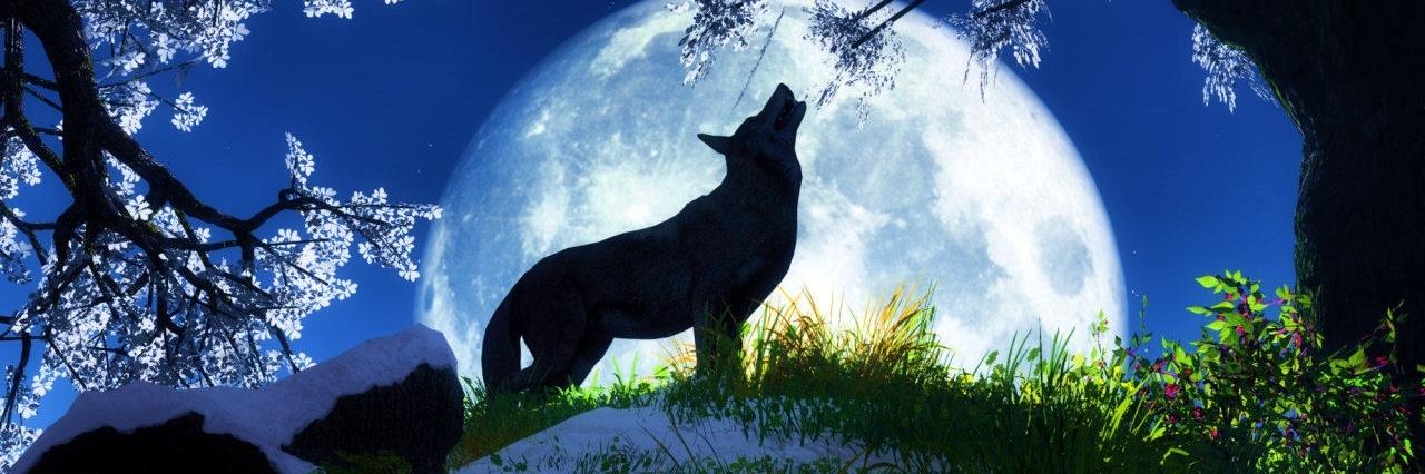 wolfmanjimmboo's profile banner image
