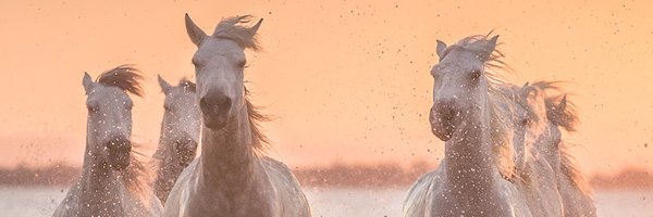 stephen23823820 Profile Banner