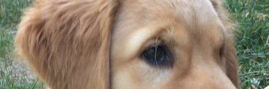 kingrusch's profile banner image