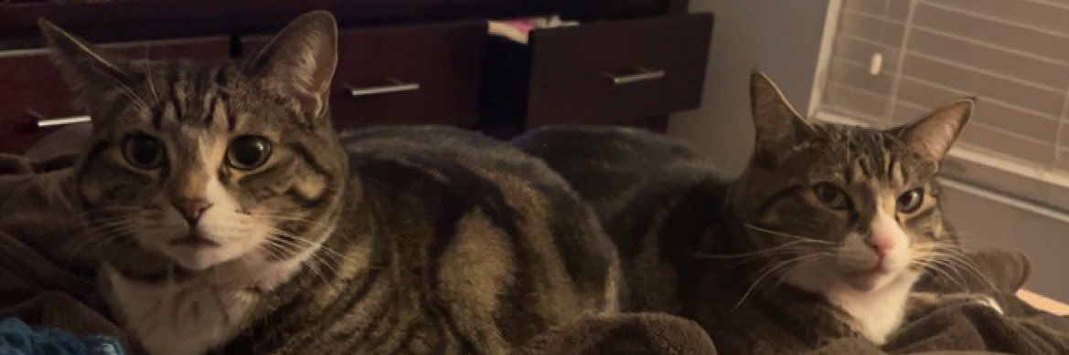 bakedryetoast's profile banner image