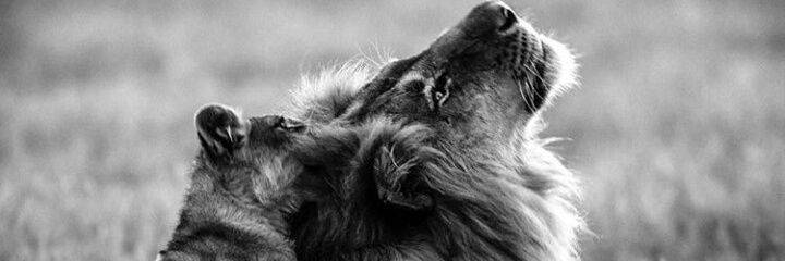 Dai_seufferheld's profile banner image